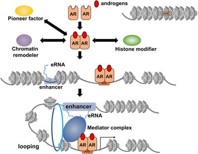 The epigenetic function of androgen receptor in prostate cancer progression